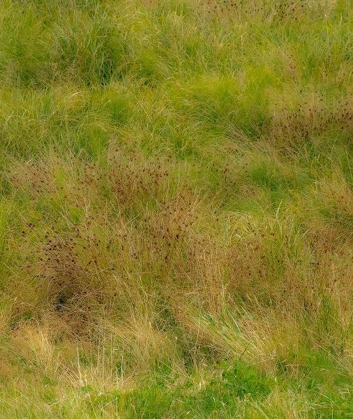 Gulin, Sylvia 아티스트의 USA-Washington State-Issaquah and grassy field작품입니다.